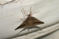 Perigune convergata