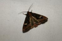 Trigonophora flammea