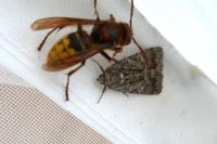 Thalpophila matura