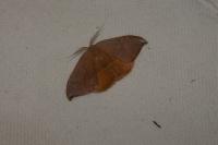 Watsonalla uncinula