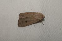 Xestia castanea