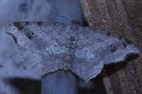 Macaria alternata