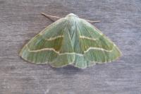 Hylaea fasciaria