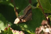 Scotopteryx chenopodiata