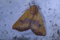 Atethmia centrago