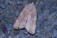 Noctua fimbriata