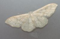 Idaea straminata