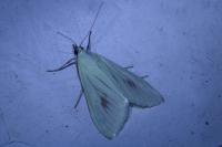 Sitochroa palealis
