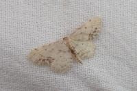 Idaea dimidiata