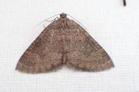 Larentia malvata