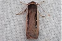 Ochropleura leucogaster
