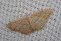 Scopula minorata