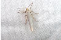 Eilema caniola