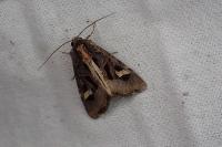 Trigonophora flammea