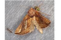 Plusia festucae