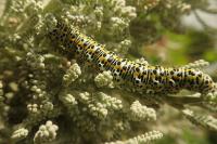 Cucullia tanaceti