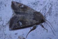Amphipoea fucosa