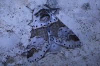 Furcula furcula