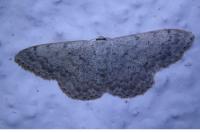 Scopula marginepunctata