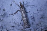 Ancylolomia tentaculella