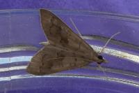 Mecyna asinalis
