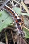 Acronicta tridens