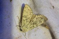 Aporophyla canescens