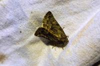 Thalpophila matura