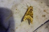 Phlogophora meticulosa