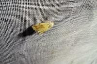 Eublemma ostrina