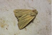 Mythimna riparia