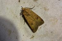 Agrotis trux
