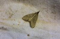 Mecyna asinalis