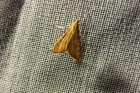Antigastra catalaunalis