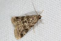 Hellula undalis