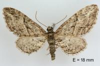 Eupithecia oxycedrata