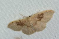 Idaea degeneraria