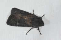 Aporophyla nigra
