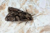 Dryobotodes tenebrosa