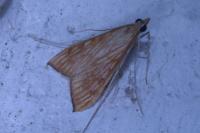Antigastra catalaunalis
