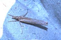 Pediasia contaminella