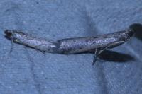 Phycitodes