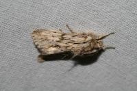 Asteroscopus sphinx