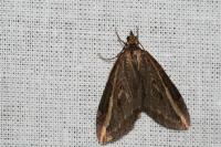 Chesias legatella
