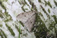 Epirrita autumnata