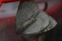 Epirrita autumnata