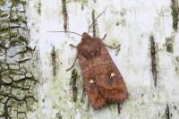 Eupsilia transversa