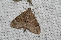 Thera britannica