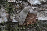 Leptologia lota