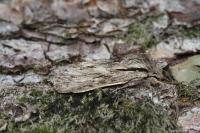 Asteroscopus sphinx